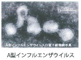 A型インフルエンザウイルス